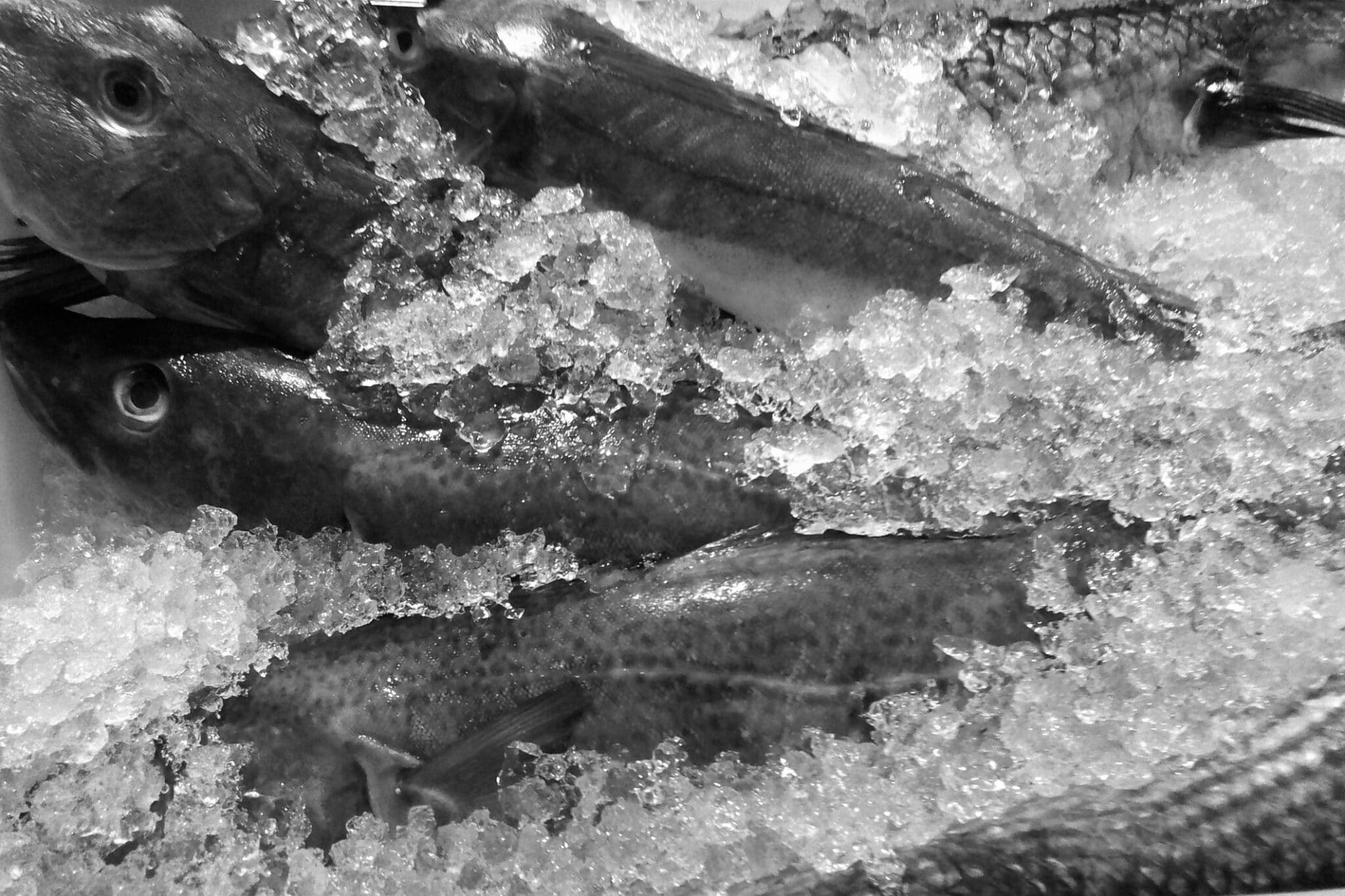 Indemnité de départ volontaire à la retraite CCN Poissonnerie