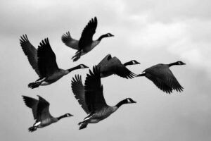 demande de formation