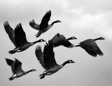 demande de formation